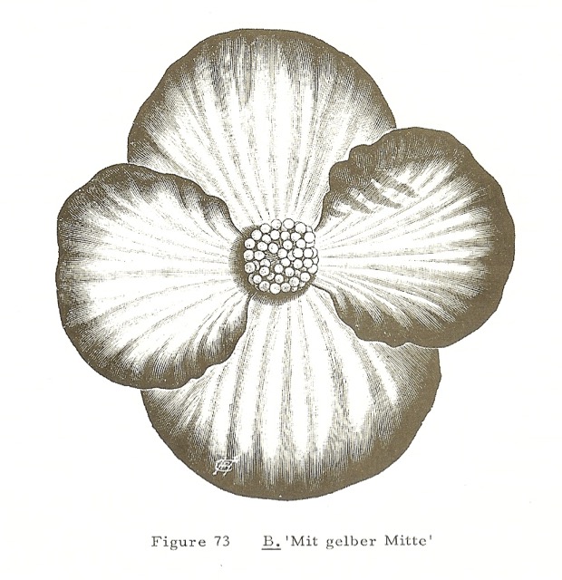 B. ‘Mit Gelber Mitte’